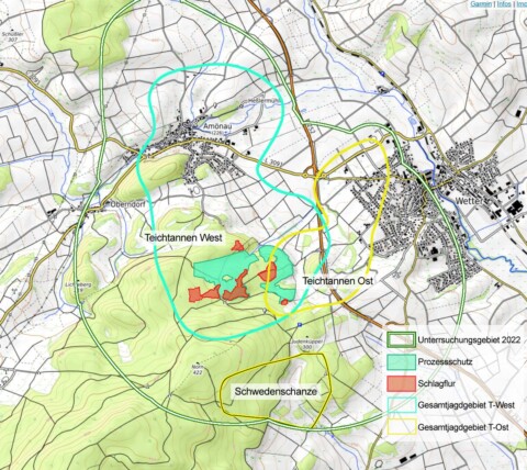 Bechsteinfledermaus: Koloniegrößen im Wollenberg sind rückläufig